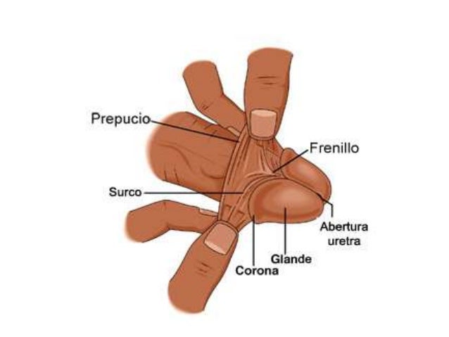 Quando Si Rompe Il Filo Del Pene