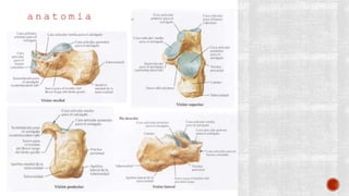 a n a t o m í a
 