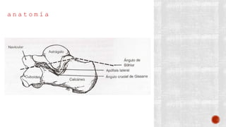 a n a t o m í a
 