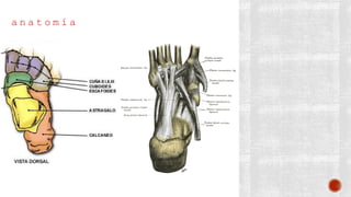 a n a t o m í a
 