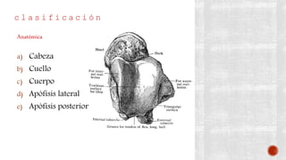 c l a s i f i c a c i ó n
a) Cabeza
b) Cuello
c) Cuerpo
d) Apófisis lateral
e) Apófisis posterior
Anatómica
 
