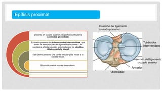 Tubérculos
intercondíleos
Tuberosidad
Inserción del ligamento
cruzado posterior
Inserción del ligamento
cruzado anterior
•Epífisis proximal
presenta en su cara superior 2 superficies articulares
(cavidades glenoideas).
En medio presenta las tuberosidades intercondileas, que
sirven de insercion para los ligamentos cruzados. Las
cavidades articulares están soportadas por los cóndilos
tibiales medial y lateral.
Este último presenta una carilla articular para recibir a la
cabeza fibular.
El cóndilo medial es más desarrollado.
 