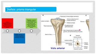 •Diafisis: prisma triangular
Antero-
medial: subcutánea
(espinilla) en su
extremo proximal se
inserta la pata de
ganso.
Lateral: cóncava, su
borde sirve para la
inserción tibial de la
membrana interósea.
Posterior: presenta
una línea oblicua
“línea del sóleo” , para
la inserción del
músculo homónimo.
Aquí también se
localiza su agujero
nutricio.
 