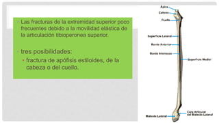 • Las fracturas de la extremidad superior poco
frecuentes debido a la movilidad elástica de
la articulación tibioperonea superior.
• tres posibilidades:
• fractura de apófisis estiloides, de la
cabeza o del cuello.
 