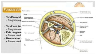 Fuerzas deformantes
• Tendón rotuliano
• Fragmento proximal en extensión
• Tendones isquiotibiales
• Fragmento distal en flexión
• Pata de ganso
• Fuerza de deformación valgus
• Musculatura del compartimento anterior
• Fuerza de deformación valgus
 