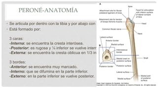 PERONÉ-ANATOMÍA
• Se articula por dentro con la tibia y por abajo con el astrágalo
• Está formado por:
3 caras:
-Interna: se encuentra la cresta interósea.
-Posterior: es rugosa y ¼ inferior se vuelve interna.
-Externa: se encuentra la cresta oblicua en 1/3 inferior.
3 bordes:
-Anterior: se encuentra muy marcado.
-Interno: que se difumina en la parte inferior.
-Externo: en la parte inferior se vuelve posterior.
 