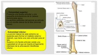 •- Extremidad superior:
Presenta una faceta articular y una
pequeña protuberancia de la cabeza
denominada ápice
La apófisis estiloides del peroné se articula
con el cóndilo lateral de la tibia (sinovial,
plana).
- Extremidad inferior:
La porción lateral de este extremo se
expande para formar el maléolo externo
(lateral), que tiene una cara articular para el
talo.
Superior a la faceta articular existe una
rugosidad en el que se inserta el ligamento
interóseo de la articulación tibiofibular
inferior.
 