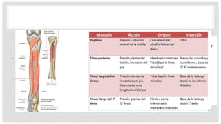 • Arteria tibial anterior
• Se encuentra por delante de la MIO entre el tibial anterior
y extensor largo del dedo gordo
• A. tibial posteror
• Continúa en el compartimiento posterior profundo de la
pierna
• A. peronea
• Continúa en el compartimiento posterior profundo entre el
tibial posterior y flexor largo del dedo gordo
 