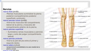 Nervios
•nervio tibial (L4-S3)
•Ramas musculares suministran la pierna
posterior (compartimentos posterior
superficial y profundo)
•nervio peroneo común (L4-S2)
•Inerva los músculos del compartimento
lateral de la pierna y músculos del
compartimento anterior de la pierna,
•nervio peroneo superficial
• Suministros ramas musculares a peroneo
largo y corto del pulgar (compartimiento
lateral)
•nervio peroneo profundo
•Inerva la piel del pie entre el primer y
segundo dedos
•nervio safeno (L3-L4)
•proporciona la sensibilidad a la cara medial de la
pierna y el pie
 