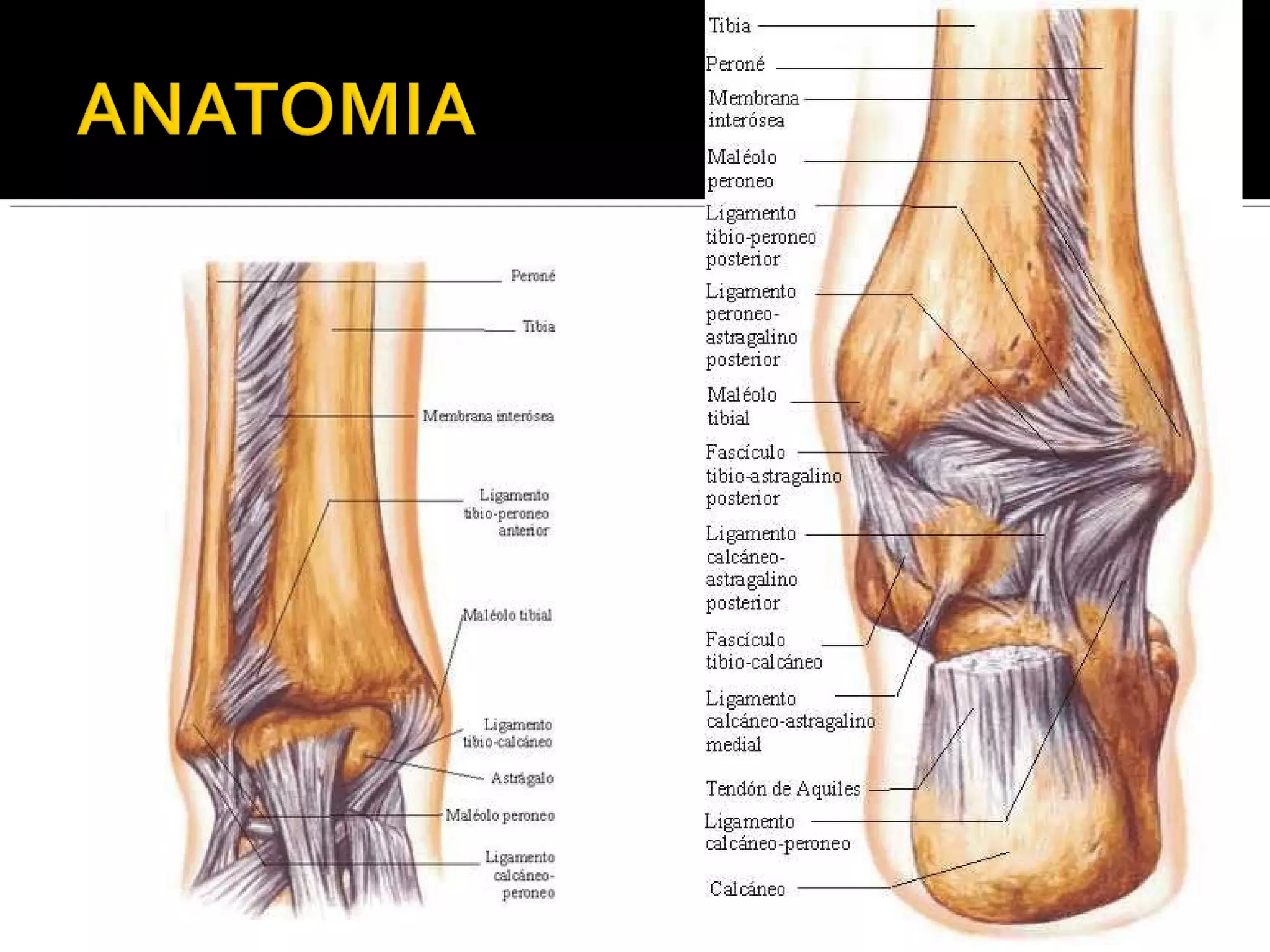 What Is Tibia Pilon Fracturas de pilon tibial | PPT