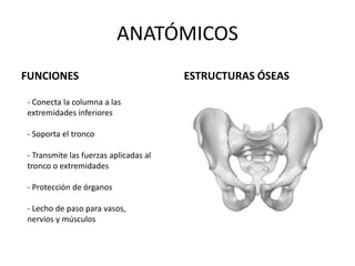 ANATÓMICOS
FUNCIONES ESTRUCTURAS ÓSEAS
- Conecta la columna a las
extremidades inferiores
- Soporta el tronco
- Transmite las fuerzas aplicadas al
tronco o extremidades
- Protección de órganos
- Lecho de paso para vasos,
nervios y músculos
 