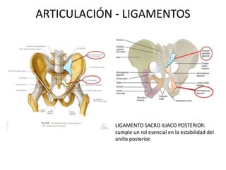 ARTICULACIÓN - LIGAMENTOS
LIGAMENTO SACRO ILIACO POSTERIOR:
cumple un rol esencial en la estabilidad del
anillo posterior.
 