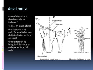 AnatomíaSuperficie articular distal del radio se inclina 21ª