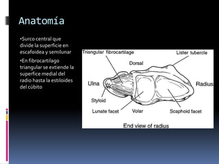 5 a 11ª en plano lateral