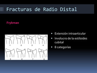 Solo el tendón del braquiradial se inserta en la parte distal del radioAnatomíaSurco central que divide la superficie en escafoidea y semilunar 