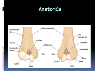 Anatomía
 