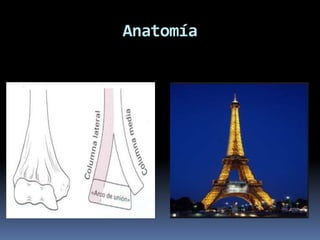 Anatomía
 