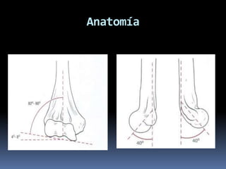 Anatomía
 