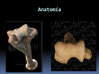 Anatomía
 