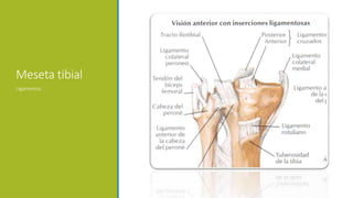 Meseta tibial
Ligamentos
 