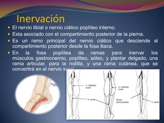 Fracturas de tibia y peroné, fisioterapia | PPTX