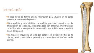 Introducción
hueso largo de forma prisma triangular, par, situado en la parte
anterior e interna de la pierna
Dos epífisis y una diáfisis. La epífisis proximal participa en la
articulación de la rodilla, relacionándose con el fémur, mientras que
la epífisis distal comparte la articulación del tobillo con la epífisis
distal del peroné
La tibia se encuentra al lado del peroné en el lado medial de la
pierna, está conectada al peroné por la membrana interósea de la
pierna.
 