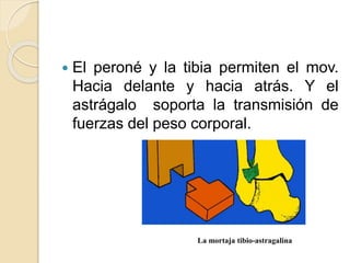  El peroné y la tibia permiten el mov.
Hacia delante y hacia atrás. Y el
astrágalo soporta la transmisión de
fuerzas del peso corporal.
La mortaja tibio-astragalina
 