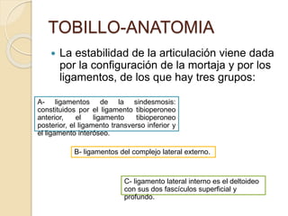 TOBILLO-ANATOMIA
 La estabilidad de la articulación viene dada
por la configuración de la mortaja y por los
ligamentos, de los que hay tres grupos:
A- ligamentos de la sindesmosis:
constituidos por el ligamento tibioperoneo
anterior, el ligamento tibioperoneo
posterior, el ligamento transverso inferior y
el ligamento interóseo.
B- ligamentos del complejo lateral externo.
C- ligamento lateral interno es el deltoideo
con sus dos fascículos superficial y
profundo.
 