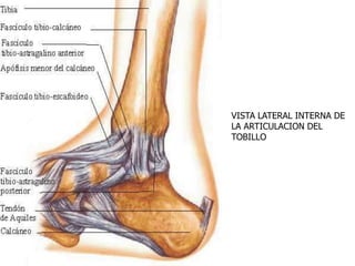 VISTA LATERAL INTERNA DE
LA ARTICULACION DEL
TOBILLO
 