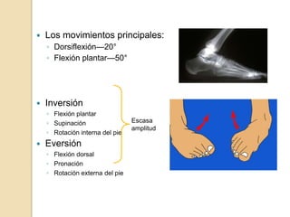  Los movimientos principales:
◦ Dorsiflexión—20°
◦ Flexión plantar—50°
 Inversión
◦ Flexión plantar
◦ Supinación
◦ Rotación interna del pie
 Eversión
◦ Flexión dorsal
◦ Pronación
◦ Rotación externa del pie
Escasa
amplitud
 