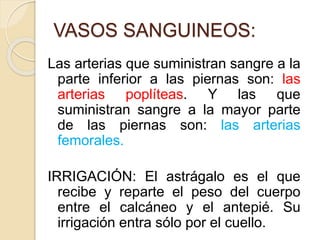 VASOS SANGUINEOS:
Las arterias que suministran sangre a la
parte inferior a las piernas son: las
arterias poplíteas. Y las que
suministran sangre a la mayor parte
de las piernas son: las arterias
femorales.
IRRIGACIÓN: El astrágalo es el que
recibe y reparte el peso del cuerpo
entre el calcáneo y el antepié. Su
irrigación entra sólo por el cuello.
 