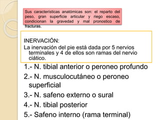 INERVACIÓN:
La inervación del pie está dada por 5 nervios
terminales y 4 de ellos son ramas del nervio
ciático.
Sus características anatómicas son: el reparto del
peso, gran superficie articular y riego escaso,
condicionan la gravedad y mal pronostico de
fracturas.
1.- N. tibial anterior o peroneo profundo
2.- N. musculocutáneo o peroneo
superficial
3.- N. safeno externo o sural
4.- N. tibial posterior
5.- Safeno interno (rama terminal)
 