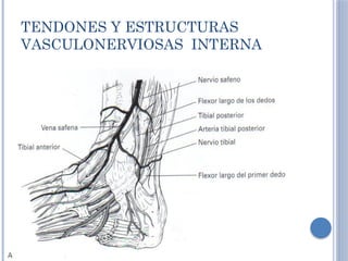 Fracturas De Tobillos Con Posibles Tratamientos PPTX Fracturas De Tobillos Con Posibles Tratamientos PPTX