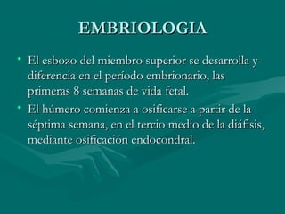 EEMMBBRRIIOOLLOOGGIIAA 
• EEll eessbboozzoo ddeell mmiieemmbbrroo ssuuppeerriioorr ssee ddeessaarrrroollllaa yy 
ddiiffeerreenncciiaa eenn eell ppeerrííooddoo eemmbbrriioonnaarriioo,, llaass 
pprriimmeerraass 88 sseemmaannaass ddee vviiddaa ffeettaall.. 
• EEll hhúúmmeerroo ccoommiieennzzaa aa oossiiffiiccaarrssee aa ppaarrttiirr ddee llaa 
ssééppttiimmaa sseemmaannaa,, eenn eell tteerrcciioo mmeeddiioo ddee llaa ddiiááffiissiiss,, 
mmeeddiiaannttee oossiiffiiccaacciióónn eennddooccoonnddrraall.. 
 