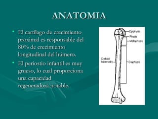 AANNAATTOOMMIIAA 
• EEll ccaarrttííllaaggoo ddee ccrreecciimmiieennttoo 
pprrooxxiimmaall eess rreessppoonnssaabbllee ddeell 
8800%% ddee ccrreecciimmiieennttoo 
lloonnggiittuuddiinnaall ddeell hhúúmmeerroo.. 
• EEll ppeerriioossttiioo iinnffaannttiill eess mmuuyy 
ggrruueessoo,, lloo ccuuaall pprrooppoorrcciioonnaa 
uunnaa ccaappaacciiddaadd 
rreeggeenneerraaddoorraa nnoottaabbllee.. 
 