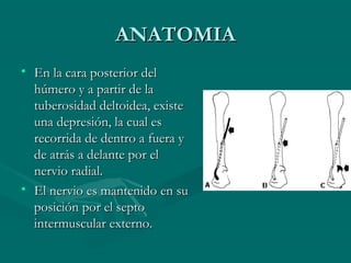 AANNAATTOOMMIIAA 
• EEnn llaa ccaarraa ppoosstteerriioorr ddeell 
hhúúmmeerroo yy aa ppaarrttiirr ddee llaa 
ttuubbeerroossiiddaadd ddeellttooiiddeeaa,, eexxiissttee 
uunnaa ddeepprreessiióónn,, llaa ccuuaall eess 
rreeccoorrrriiddaa ddee ddeennttrroo aa ffuueerraa yy 
ddee aattrrááss aa ddeellaannttee ppoorr eell 
nneerrvviioo rraaddiiaall.. 
• EEll nneerrvviioo eess mmaanntteenniiddoo eenn ssuu 
ppoossiicciióónn ppoorr eell sseeppttoo 
iinntteerrmmuussccuullaarr eexxtteerrnnoo.. 
 