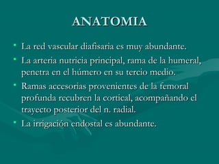 AANNAATTOOMMIIAA 
• LLaa rreedd vvaassccuullaarr ddiiaaffiissaarriiaa eess mmuuyy aabbuunnddaannttee.. 
• LLaa aarrtteerriiaa nnuuttrriicciiaa pprriinncciippaall,, rraammaa ddee llaa hhuummeerraall,, 
ppeenneettrraa eenn eell hhúúmmeerroo eenn ssuu tteerrcciioo mmeeddiioo.. 
• RRaammaass aacccceessoorriiaass pprroovveenniieenntteess ddee llaa ffeemmoorraall 
pprrooffuunnddaa rreeccuubbrreenn llaa ccoorrttiiccaall,, aaccoommppaaññaannddoo eell 
ttrraayyeeccttoo ppoosstteerriioorr ddeell nn.. rraaddiiaall.. 
• LLaa iirrrriiggaacciióónn eennddoossttaall eess aabbuunnddaannttee.. 
 