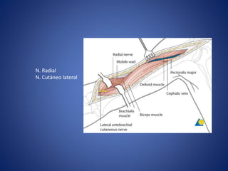 N. Radial
N. Cutáneo lateral
 
