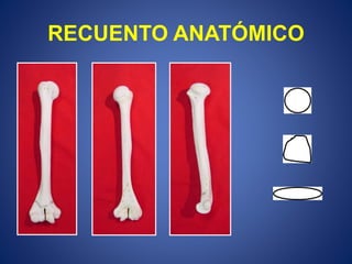 RECUENTO ANATÓMICO
 