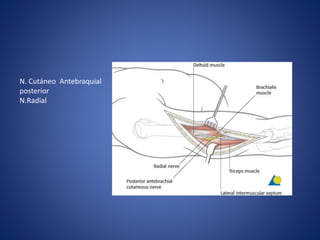 N. Cutáneo Antebraquial
posterior
N.Radial
 