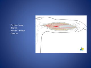 Porción larga
(Móvil)
Porcion medial
Espacio
 