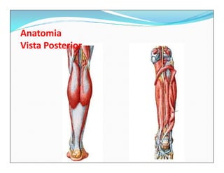 Anatomia
Vista Posterior
 