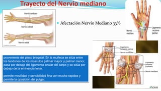  Afectación Nervio Mediano 33%
proveniente del plexo braquial. En la muñeca se sitúa entre
los tendones de los músculos palmar mayor y palmar menor,
pasa por debajo del ligamento anular del carpo y se sitúa por
debajo de la eminencia tenar.
permite movilidad y sensibilidad fina con mucha rapidez y
permite la oposición del pulgar.
 