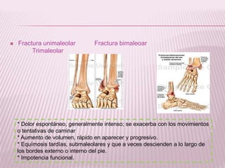  Fractura unimaleolar Fractura bimaleoar 
Trimaleolar 
* Dolor espontáneo, generalmente intenso; se exacerba con los movimientos 
o tentativas de caminar 
* Aumento de volumen, rápido en aparecer y progresivo. 
* Equímosis tardías, submaleolares y que a veces descienden a lo largo de 
los bordes externo o interno del pie. 
* Impotencia funcional. 
 