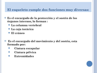 El esqueleto cumple dos funciones muy diversas:
 Es el encargado de la protección y el sostén de los
órganos internos, lo forman :
 La columna vertebral
 La caja torácica
 El cráneo
 Es el encargado del movimiento y del sostén, esta
formado por:
     Cintura escapular
     Cintura pélvica
     Extremidades
 