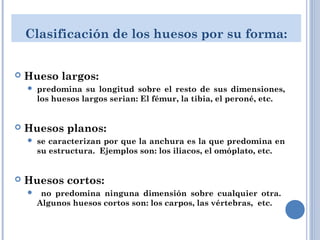 Clasificación de los huesos por su forma:
 Hueso largos:
 predomina su longitud sobre el resto de sus dimensiones,
los huesos largos serian: El fémur, la tibia, el peroné, etc.
 Huesos planos:
 se caracterizan por que la anchura es la que predomina en
su estructura. Ejemplos son: los iliacos, el omóplato, etc.
 Huesos cortos:
 no predomina ninguna dimensión sobre cualquier otra.
Algunos huesos cortos son: los carpos, las vértebras, etc.
 