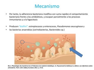 Mecanismo
• Por tanto, la adherencia bacteriana modifica con suma rapidez el comportamiento
bacteriano frente a los antibióticos, y escapan parcialmente a los procesos
inmunitarios y a la fagocitosis
• Producen “biofilm”: estreptococos y enterococos, Pseudomonas aeuruginosa y
• las bacterias anaerobias (corinebacterias, Bacteroides sp.)
Bru J. Physiologie des bactéries lors d’infections de matériel métallique. In: Peyramond D, Boibieux A, editors. Les infections ostéo-
articulaires. Paris: John Libbey Eurotext; 2011. p. 9-22.
 