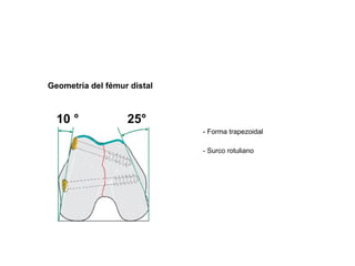 Geometría del fémur distal



  10 °             25°
                             - Forma trapezoidal

                             - Surco rotuliano
 