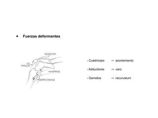 •   Fuerzas deformantes




                          - Cuádriceps   → acortamiento

                          - Adductores   → varo

                          - Gemelos      → recurvatum
 