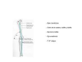 - Ejes mecánicos

- Cetro de la cadera, rodilla y tobillo

- Eje de la rodilla

- Eje anatómico

- 7–9° valgus
 